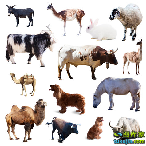 農(nóng)業(yè)種植技術與動物攝影 家禽家畜的生物世界