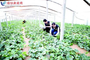 科技賦能，種植先行 以現(xiàn)代農(nóng)業(yè)技術(shù)開(kāi)發(fā)助推鄉(xiāng)村振興