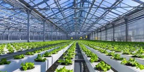 未來已來 探訪5G植物工廠與農業數字孿生實驗室，揭秘新農業的技術革命
