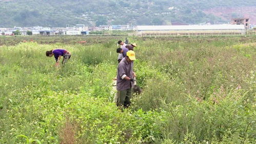 新型農(nóng)機(jī)開啟石屏農(nóng)業(yè)種植新篇章 技術(shù)革新驅(qū)動(dòng)產(chǎn)業(yè)騰飛