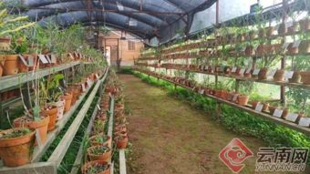 云南瑞麗嶺瑞農(nóng)業(yè)精準(zhǔn)扶貧112戶貧困戶 走農(nóng)業(yè)技術(shù)開發(fā)致富路